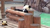 熊猫宝宝：爱我你就亲亲我！熊猫妈妈：不，我不想！