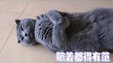 一只搞怪的猫
