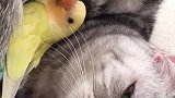 猫：你别怕哈，我又不吃你！