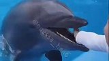 乌克兰：一名6岁男童被海豚咬伤手，海豚或误以为是喂食物