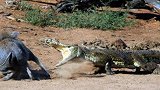 鳄鱼突袭野猪领地，被几只野猪疯狂践踏，搞笑的一幕发生了！