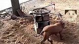 狗狗精力旺盛，主人给它设计了个玩具