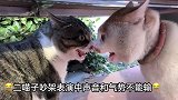 爆笑：白猫：你过来啊我不怕你花猫：虽然不敢打你气势绝不输你