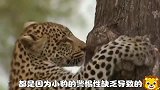 未成年花豹因贪玩，被鬣狗追的上树，差一点被鬣狗咬死