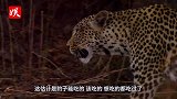 豹子捕猎大鸟，现实版“速度与激情”！镜头拍下精彩全过程
