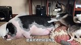 二哈偷喝烈酒，主人回家后，二哈放水，我要泡澡