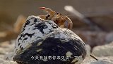 寄居蟹如何换壳通过视频来见识一下，看完真是涨知识了