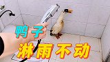 鸭子淋雨就会一动不动吗？