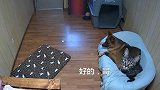 德牧：给大家表演一个泰山压顶