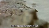 角马在河边喝水，鳄鱼突然蹿出水面袭击，镜头拍下全过程！