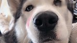 奥斯卡最不喜欢别人叫它大狼狗：人家明明就是只哈士奇