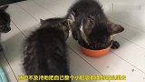 三只小奶猫抢饭吃，强者霸着饭盆不放弱者只能看看，太无奈了