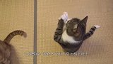13只猫咪集体进食,突然群体大暴动！发生了什么
