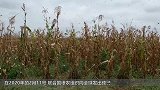 世界上“最大”的蝗虫，一顿能吃一支胡萝卜，幸好繁殖能力不强