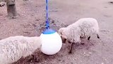 这两只羊这么憨，到底谁赢了呢