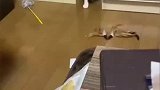 主人看电视没有陪猫咪，猫咪拿逗猫棒自娱自乐
