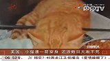 美国小猫遭一箭穿身 流浪数日大难不死