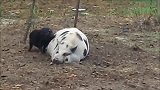 老母猪“发母猪疯”，把小猪崽顶飞妈妈，再爱我一次！