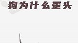 又有谁能拒绝一只拥有歪头杀技能的狗子呢