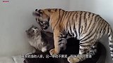 小老虎调戏喵星人!猫咪一生气,连扇好几个耳光!