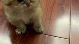 姗姗：猫生这么险恶的么萌宠出道计划