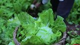 回顾李子柒下地摘白菜，这神奇的一幕，像极了没有感情的杀手！