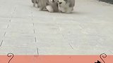 买狗不会选看过来啊