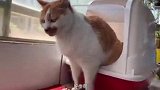 猫咪上厕所的十种模式