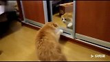猫咪第一次照镜子太搞笑了，和自己打了一架