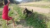 实拍狗狗打架，没想到黑狗这么有战略，太猛太精彩了