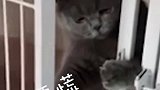猫：呀，被主人发现了，我还是回笼子去吧！