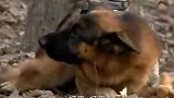 敌方派军犬追捕，不料被小兵靠魅力直接制服，战友都惊呆了