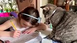 当猫咪变成家庭教师,不好好写作业,就得挨骂