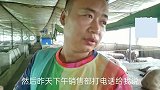 农夫多头肥猪，说是太大了没有客户要，把猪养大反而不好卖