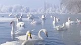 自然环境的改善，伊犁河畔迎来了越来越多滴白天鹅