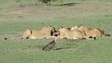 狮王的威严：巡逻归来，立刻抢走狮群的猎物