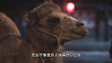 田丹被小红袄劫持，徐天疯了似的追着跑，囚车抱着不撒手了
