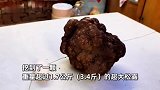 女子在山上挖到3.4斤巨无霸黑松露，一斤能卖2000元，“看都看不够”