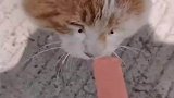路人好心给流浪猫喂食