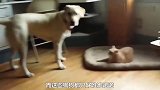 猫咪占了狗狗的窝，狗狗的表现太搞笑了