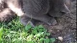 猫：这花儿不错，还挺香的！
