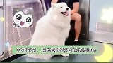 雪白大棉花糖！