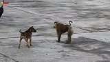 左手残疾的公猴遭到两只狗的围攻，心疼公猴！