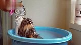 猫咪洗澡时自己爬进盆里，这不符合常理啊，不会是视频回放吧