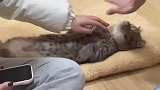 猫咖偶遇摆烂猫咪，让客人随意摸