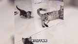 猫咪看我单手拿捏你 你也就这点本事