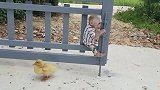 小鸭子一看不到小猴子就开始嘎嘎叫