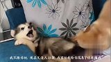 狗：我吵架是挺厉害的，但嘴斗还是算了吧，这属实没人拉架啊