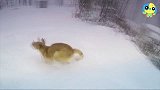 【宠物星球】 狗生有限，有机会一定要带你家狗去玩次雪！