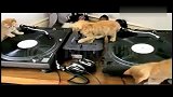 猫都去当DJ了以后谁来抓老鼠